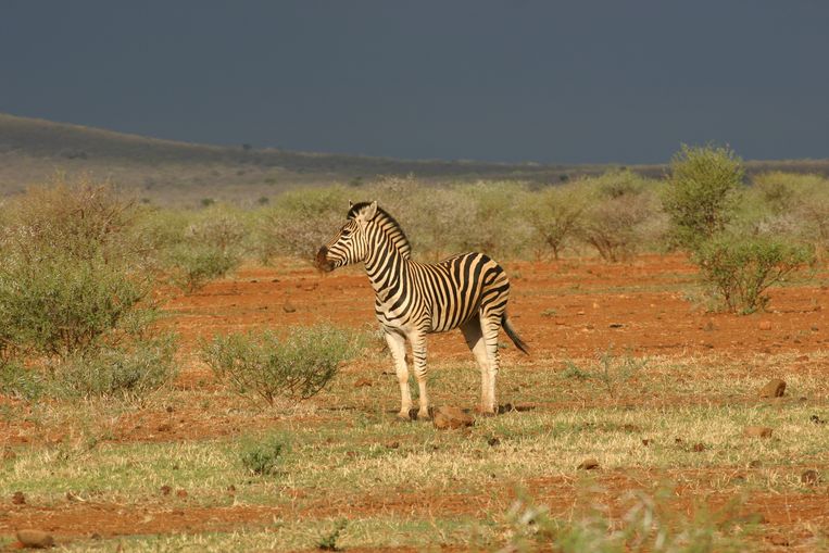 Een zebra in het natuurpark Madikwe. Beeld Wikimedia Commons/Guest9999
