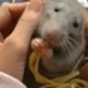 Zoet: babyratje eet spaghetti 'met zijn handjes'