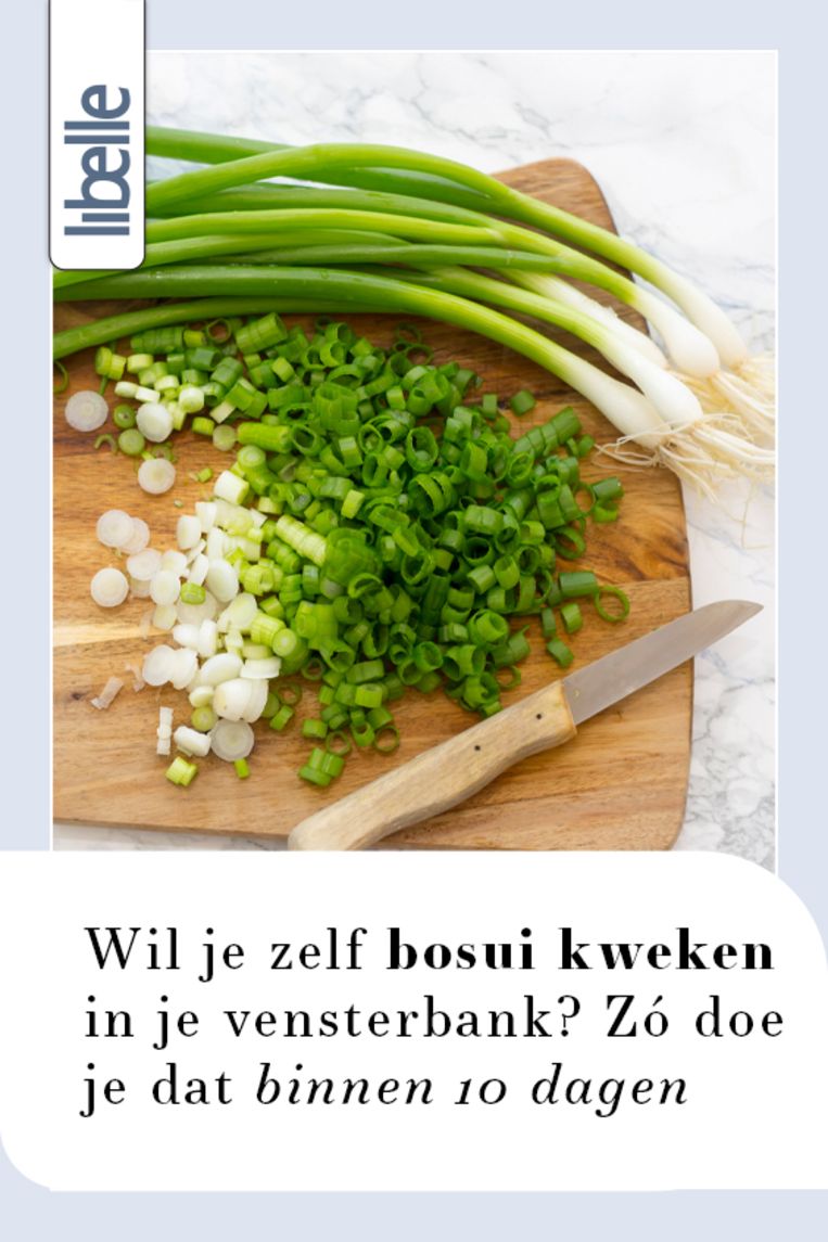 Zelf bosui kweken in je vensterbank? Zo doe je dat Beeld Getty Images