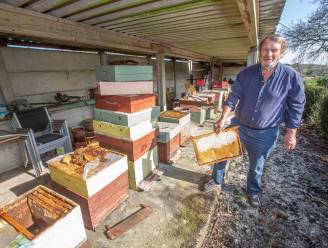 Tienduizenden bijen verdwenen bij imker in Lombeek: “Vermoedelijk door de mysterieuze verdwijnziekte”