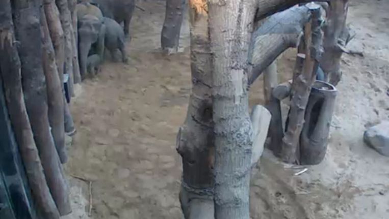 Links in beeld is het jong te zien. Beeld Dierenpark Amersfoort.