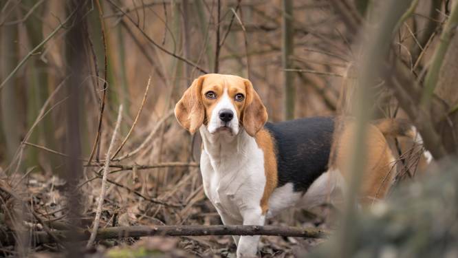 Honden brengen verboden bestrijdingsmiddelen in het milieu: ‘Dit is zorgwekkend’