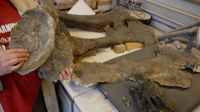 Koninklijk Belgisch Instituut voor Natuurwetenschappen ontvangt skelet van langnekdinosauriër 'Dan'