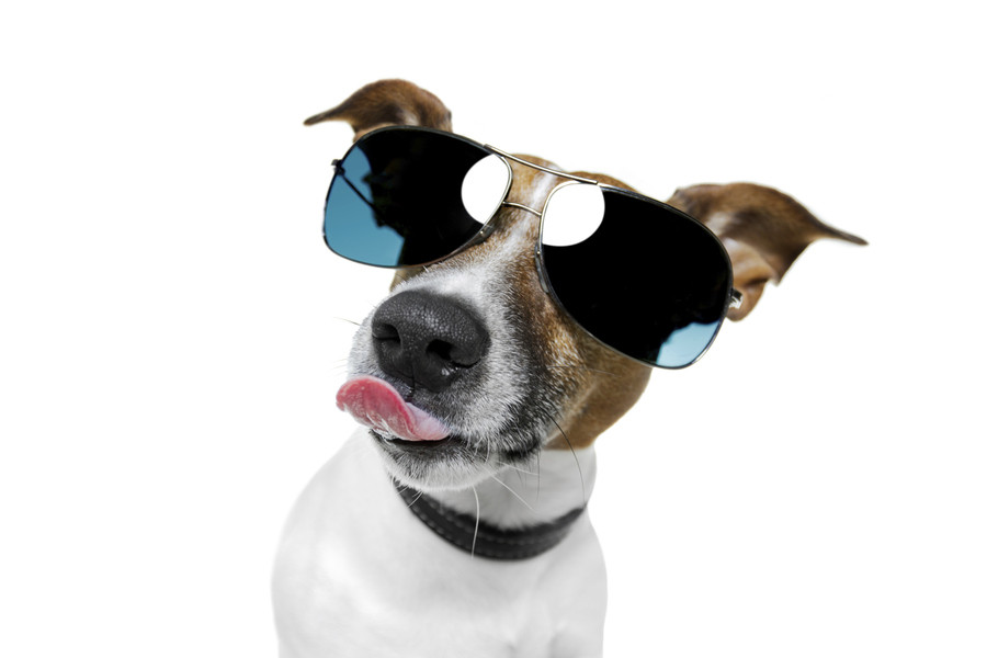 Honden 'zo stoned als een garnaal' bij dierenarts Foto hln.be