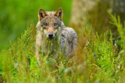 Duitse natuurbeschermers slaan alarm over tiental gedode wolven