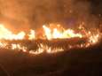 Vuurzee schrikt De Panne op: 300 m² duingras gaan in vlammen op