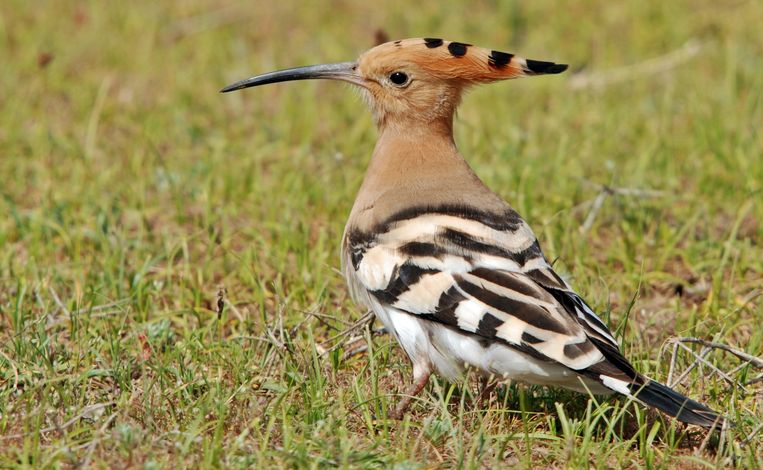 Een hop. Beeld Wikimedia Commons