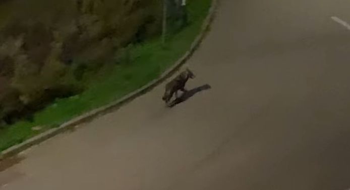 Dit gaat om de échte wolf die in Nederland al gezien is.