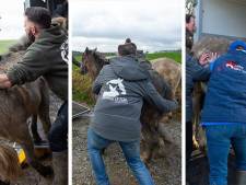 Seize chevaux abandonnés saisis: ils étaient livrés à eux-mêmes "à 50 mètres de la E411"