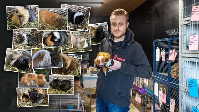 Opvang in Zwolle zoekt nieuw adres voor honderden verwaarloosde cavia’s: wie helpt Lays of Cookie?