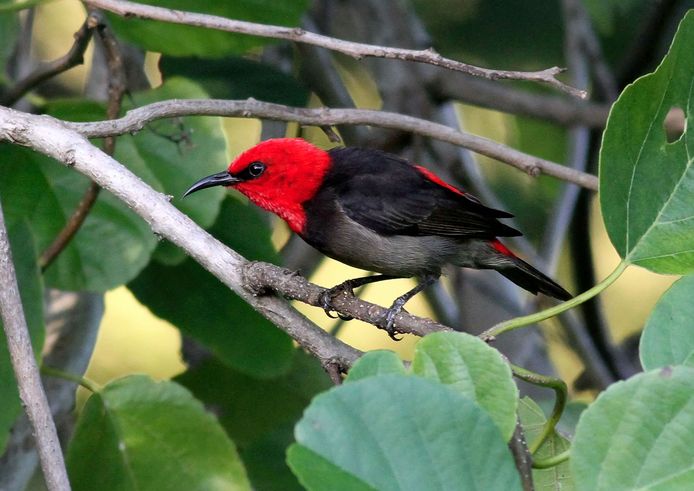 Een afbeelding van de 'Myzomela irianawidodoae'.