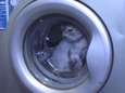 Kat in wasmachine omdat ze niet op kattentoilet wil