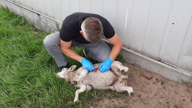 Voor het oog van de camera werden Jokes schapen gegrepen, maar ze krijgt geen anti-wolvennet