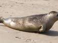 Zieke zeehondjes op strand? Gewoon laten liggen, zeggen ze in Nederland