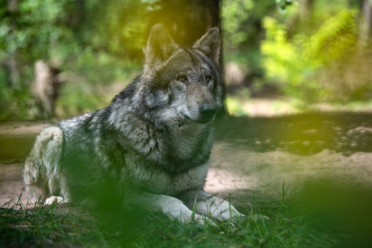 Een wolf in gevangenschap, in Nedersaksen.  Beeld Sina Schuldt/dpa