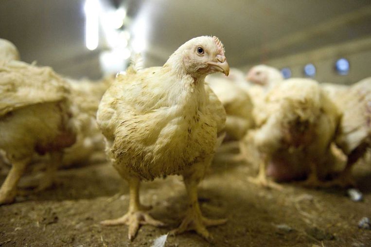 Supermarkten bieden steeds minder plofkip aan.  Beeld anp