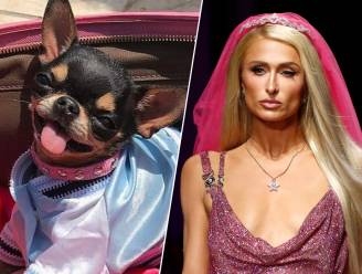 Werd de vermiste chihuahua van Paris Hilton opgevreten door een coyote?