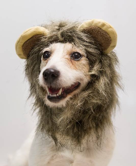 Woedend Koloniaal levering aan huis Het is pas écht carnaval als hond ook verkleed is | Binnenland | AD.nl