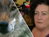 Van der Plas over wolf: 'Van mij hoeft niet iedereen met een gun naar de Veluwe'