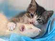 Vertederende vriendschap tussen ratten en kittens in dit kattencafé