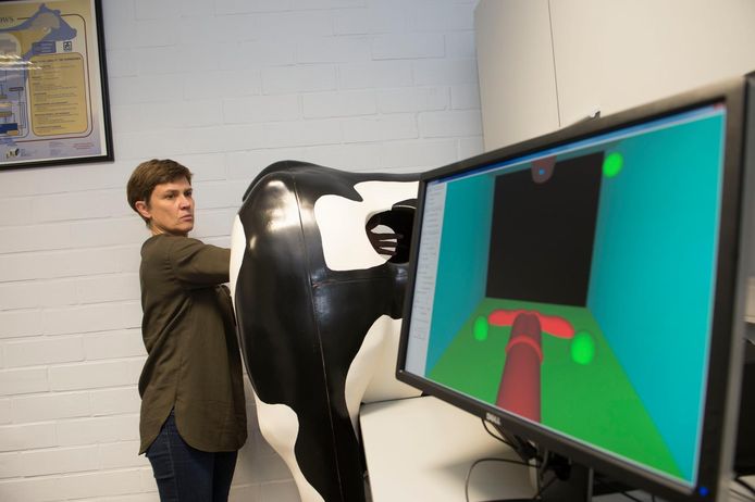 Op een scherm kan je volgen waar je hand zich virtueel in de binnenkant van de 'koe' bevindt.