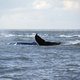 Japanse walvisvaarders varen uit ondanks verbod