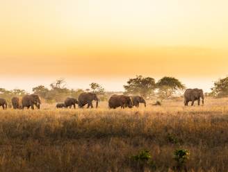 Op jacht naar olifantenstropers