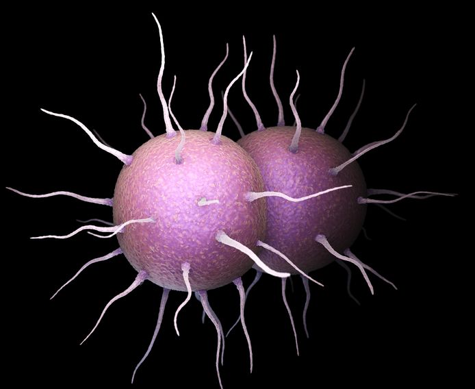 Neisseria gonorrhoeae, de bacterie verantwoordelijk voor gonorroe, alias "druiper".
