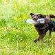 Hondeneigenaar zet hond Joy in voor strijd tegen plastic afval
