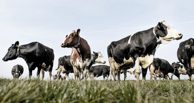 ‘We moeten sowieso naar minder koeien. En boeren moeten zelf voer verbouwen’, zegt Natasja Oerlemans van het Wereld Natuur Fonds. Beeld ANP