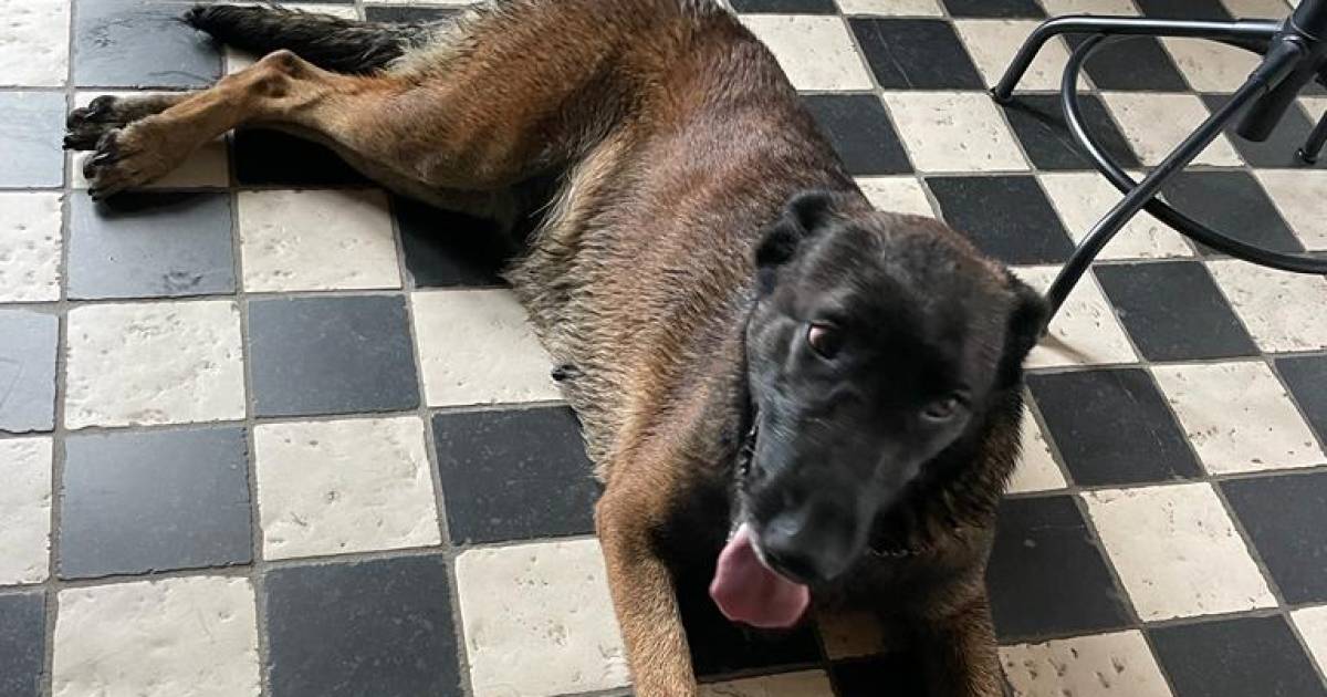 Vermiste hond Luca na ruim 5 jaar terug bij eigenaar: 'Dacht dat iemand ons voor de gek hield'