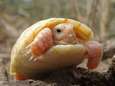 Naissance rarissime d'une tortue albinos