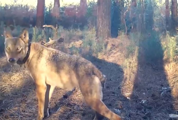 Ook wolvin Naya zou in de documentaire voorkomen