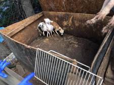 Malafide hondenfokkers hebben vrij spel: ‘Veel foute types’