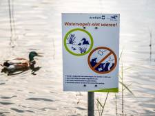 Eendjes voeren in Arnhems water moet stoppen: waarschuwing voor rattenplaag en ziektes