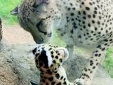 Kleine Sophia toont knuffel aan Cheeta, reactie van dier is hartverwarmend