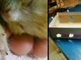 In bosjes gedumpte kittens niet meer te redden