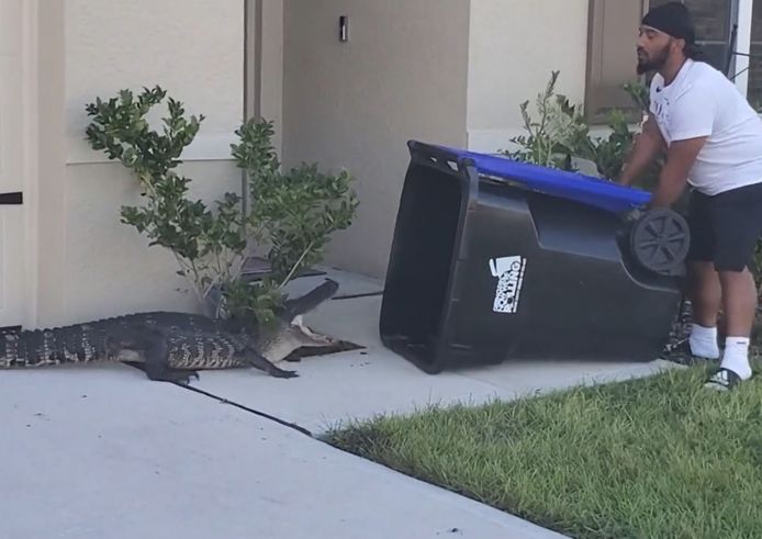 Un homme attrape un alligator avec une poubelle en Floride