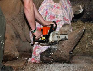 Tsjechische zoo zaagt hoorn van neushoorns met kettingzaag af