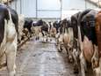 Boeren dwingen minder vee te houden? Gelderland wil het anders doen: ‘Missen maatregelen in andere sectoren’