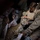 Luipaard verwondt zes mensen op school in India