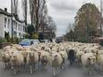 Kudde schapen in de Molenstraat
