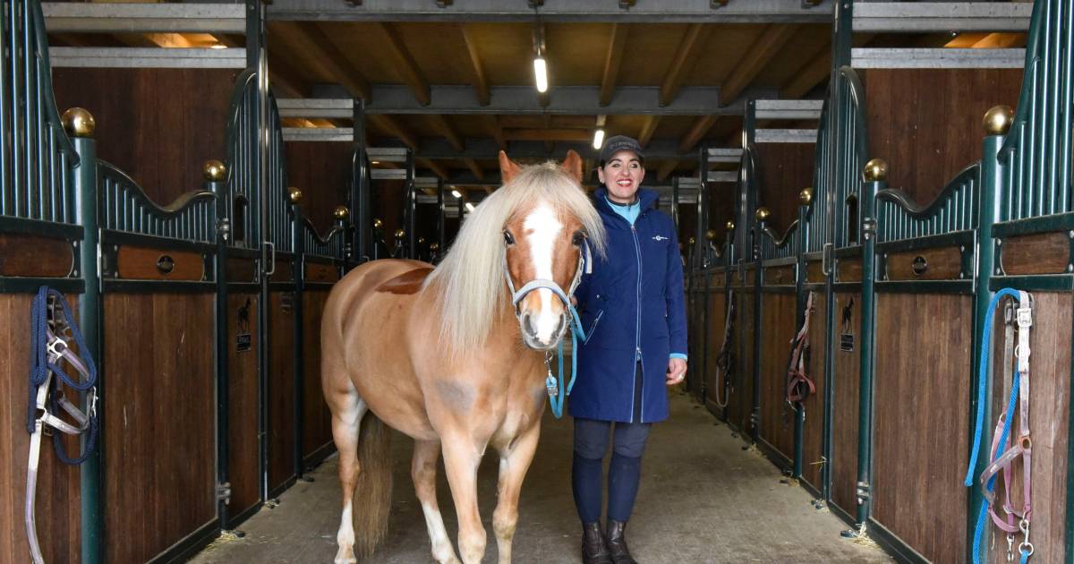 Deze pony zoekt een maatje: ‘Hij zoekt een ‘collega’ die al goed is ingewerkt’