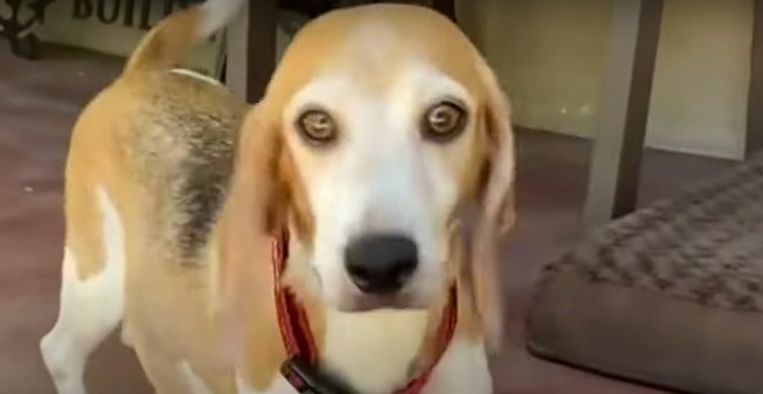 Beagle Mamma Mia  Beeld YouTube