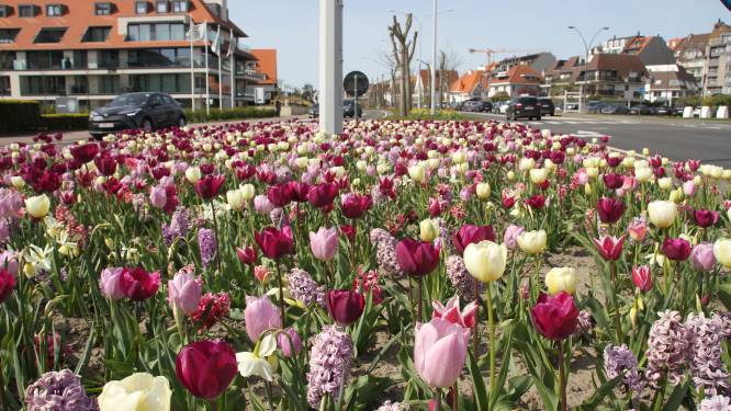 Knokke-Heist deelt gratis bloembollen uit, maar dat leidt tot opvallende taferelen: “Niet bedoeling om lukraak bloembollen uit te spitten”