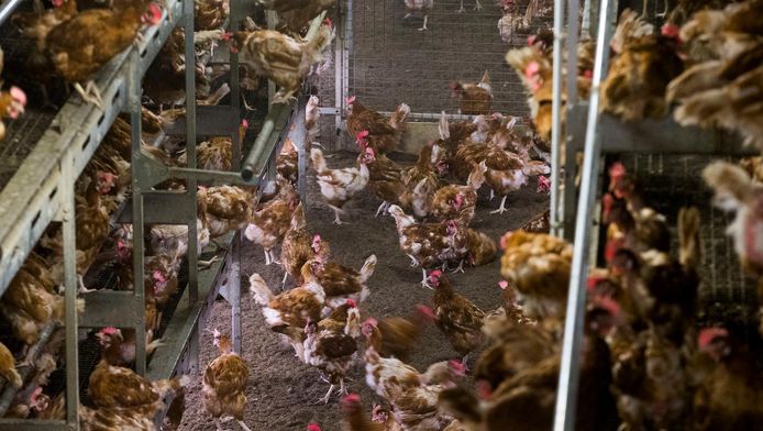 De kippen blijven voorlopig binnen.