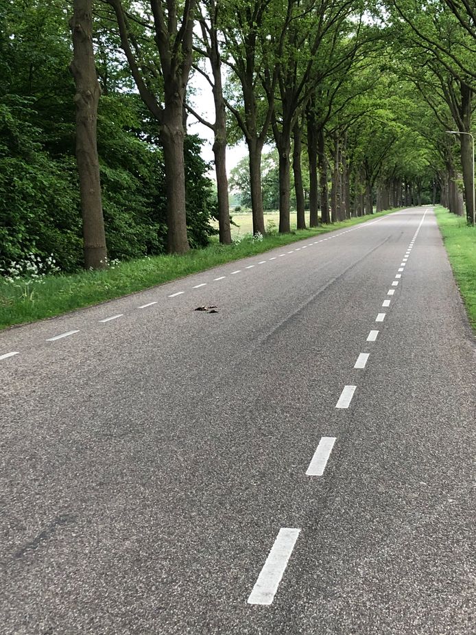 De dode eendjes op de Westermaatweg, tussen de Almeloseweg en de Schout Doddestraat.