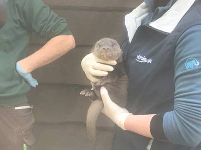Deze baby-otter weegt 1,4 kilo en dat is ‘ganz schön’