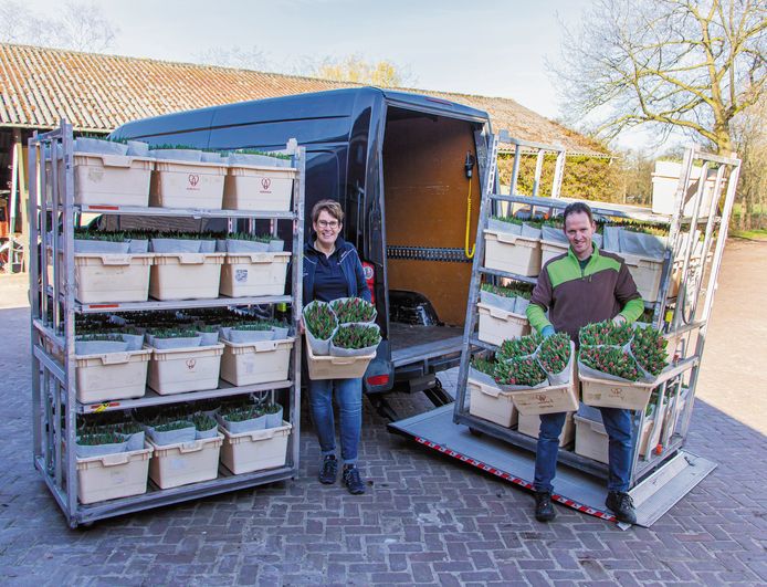 De lading tulpen voorafgaand aan transport naar de zorginstellingen.