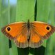 Honderden mensen tellen vlinders in hun tuin